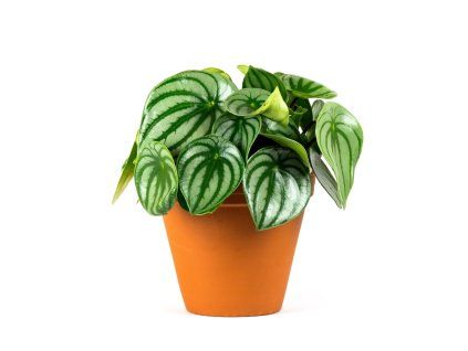 Gardners.cz Peperomia Argyreia