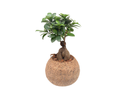Kokodama Ficus microcarpa Ginseng (L)  Fíkovník drobnolistý