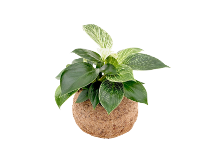 Kokodama Philodendron White Measure (S)  Filodendron