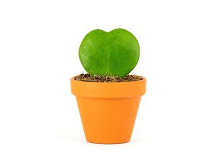 Hoya kerrii, průměr 6 cm  Hoja, Voskovka