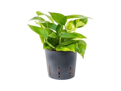 28738 epipremnum aureum prumer 13 cm hydroponie