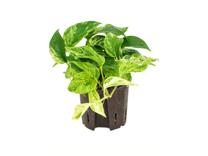 28741 epipremnum marble queen prumer 13 cm hydroponie