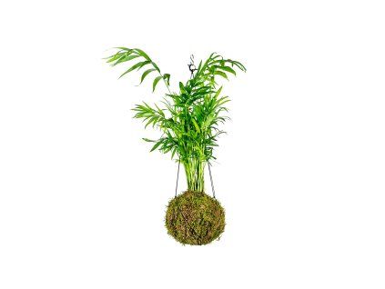 Kokedama Chamaedorea elegans (S)  Chamedorea sličná, Palma horská, Oštěpuška nádherná