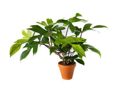 Philodendron Florida Ghost, průměr 15 cm  Filodendron