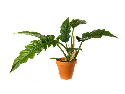 Philodendron Narrow Escape, průměr 14-15 cm  Filodendron