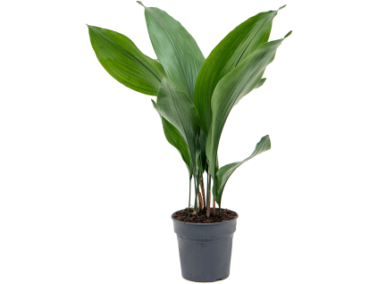 32003 aspidistra elatior prumer 15 cm