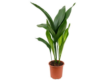 32006 aspidistra elatior prumer 17 cm