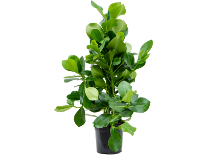 Clusia rosea, průměr 24 cm  Klusia