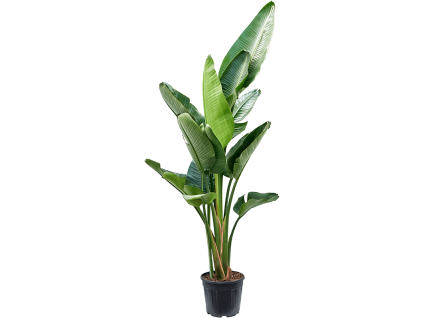 Strelitzia, průměr 31 cm