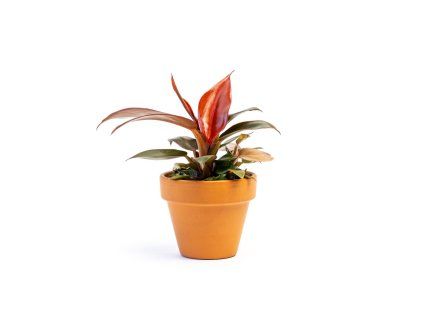 Philodendron Red Sun, průměr 6 cm  Filodendron