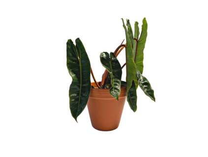 Philodendron Billietiae, průměr 12 cm  Filodendron