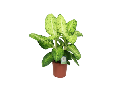 Dieffenbachia White Amazon, průměr 24 cm  Difenbachie, mramornatka