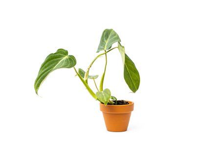 35994 philodendron gloriosum prumer 6 cm