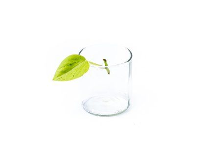 36501 peperomia pixie rizek k zakoreneni