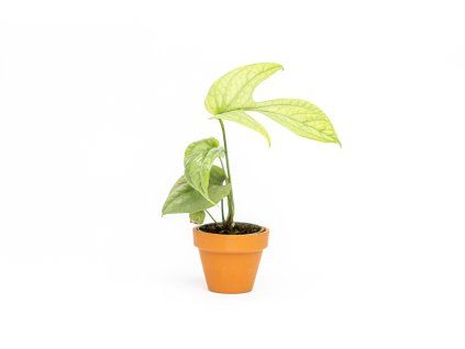 Monstera Amydrium Medium Silver, průměr 6 cm