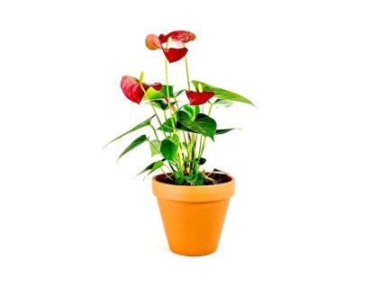 Anthurium andraeanum mix, průměr 9 cm  Anturie, Toulitka, Prasečí ocásek