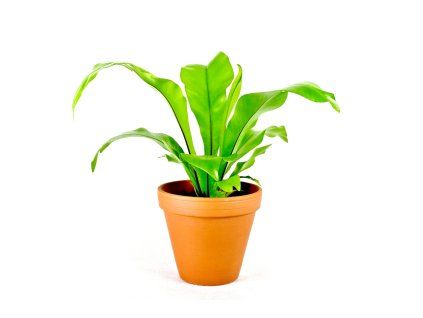 Asplenium nidus, průměr 12 cm  Sleziník hnízdnatý, ptačí hnízdo