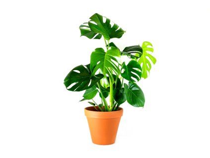 Monstera deliciosa, průměr 17 cm  Monstera skvostná