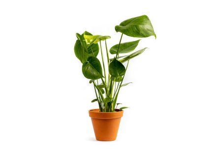 Monstera deliciosa, průměr 12 cm  Monstera skvostná