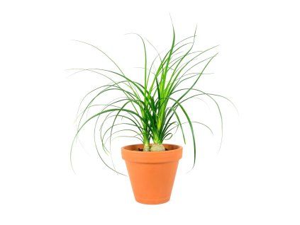Gardners.cz Nolina 3pp