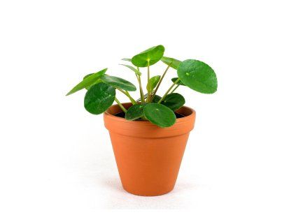 Gardners.cz Pilea 4