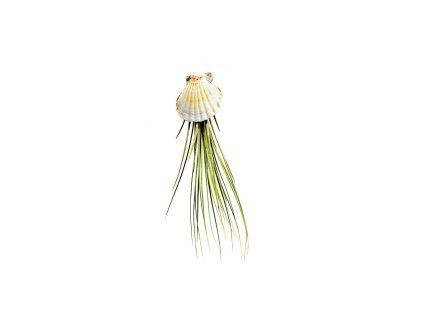 39609 musle s tillandsii juncea