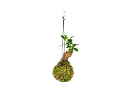 Kokedama Ficus Microcarpa Ginseng (S)  Fíkovník drobnoplodý