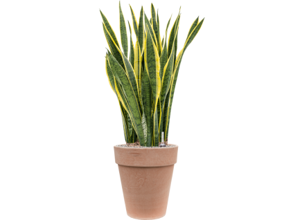 40887 1 sansevieria trifasciata laurentii v obalu terra cotta substrat vulkastrat prumer 36 cm