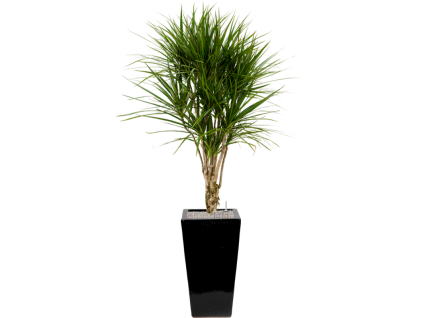 40941 1 dracaena marginata v obalu plain substrat vulkastrat prumer 33 cm