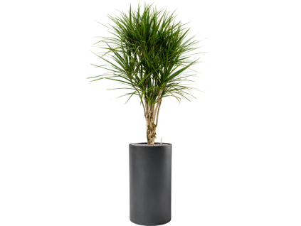 40971 1 dracaena marginata v obalu baq basic substrat vulkastrat prumer 40 cm