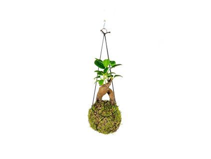 Kokedama Ficus Microcarpa Ginseng (M)  Fíkovník drobnoplodý