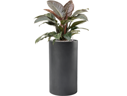 42192 1 philodendron imperial red v obalu baq basic substrat vulkastrat prumer 40 cm