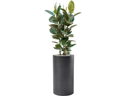43125 1 ficus elastica robusta v obalu baq basic substrat vulkastrat prumer 40 cm