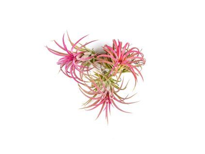 4477 tillandsia ionantha red