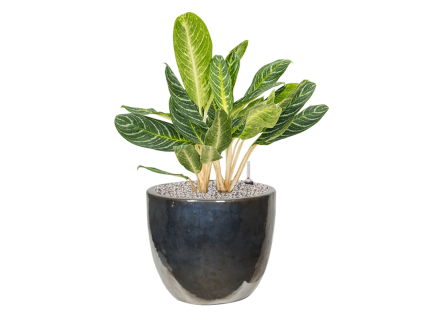 45357 1 aglaonema key lime v obalu plain substrat vulkastrat prumer 39 cm