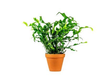 Gardners.cz Microsorum diversifolium
