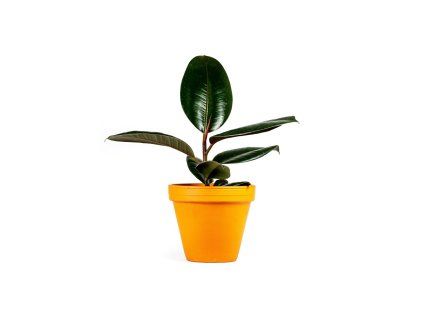 Gardners.cz Ficus elastica Abidjan