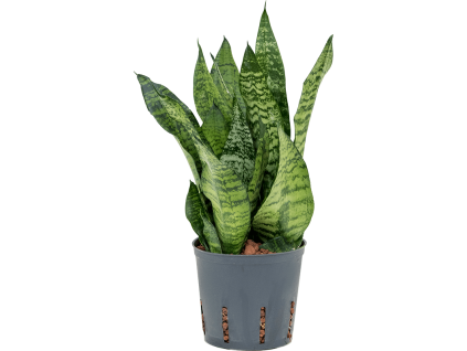 55156 sansevieria zeylanica compacta prumer 13 cm hydroponie