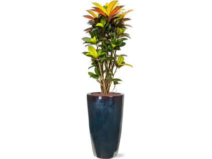 56101 croton codiaeum variegatum mrs iceton v obalu plain hydroponie prumer 36 cm