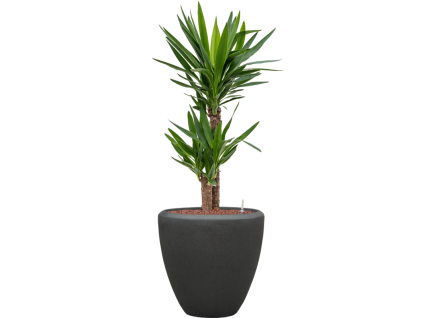 56923 yucca elephantipes v obalu baq polystone plain hydroponie prumer 40 cm