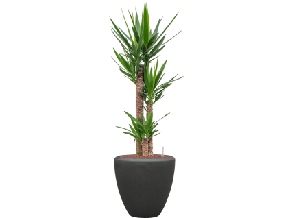 56932 yucca elephantipes v obalu baq polystone plain hydroponie prumer 40 cm