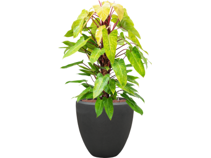 57772 philodendron painted lady v obalu baq polystone plain hydroponie prumer 50 cm
