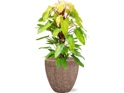 57775 philodendron painted lady v obalu baq polystone rough hydroponie prumer 50 cm
