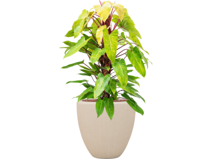 57790 philodendron painted lady v obalu baq polystone plain hydroponie prumer 50 cm