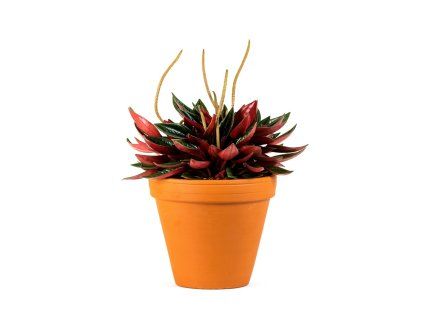Gardners.cz Peperomia Rosso