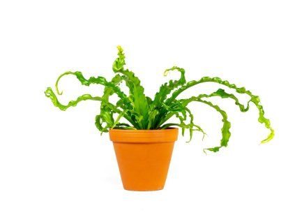 Asplenium antiquum Osaka, průměr 12 cm  Sleziník, Ptačí hnízdo