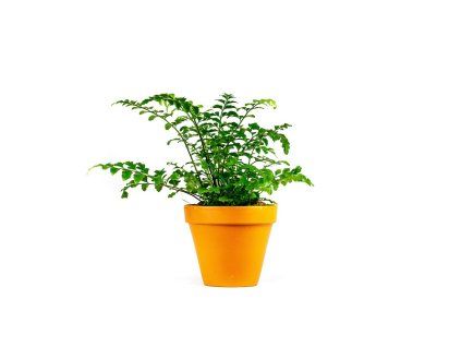 Asplenium parvati, průměr 12 cm  Sleziník, Ptačí hnízdo