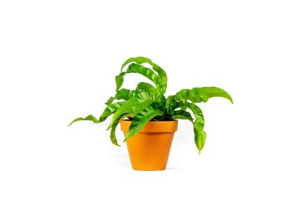 Asplenium antiquum Hurricane, průměr 12 cm  Sleziník