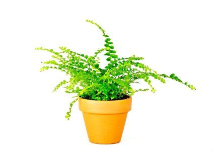 Gardners.cz Nephrolepis