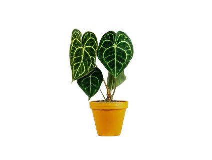 Anthurium clarinervium, průměr 12 cm  Anturie, Toulitka, Prasečí ocásek